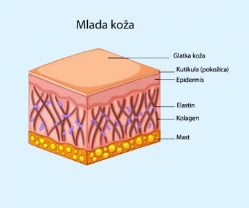 Mlada koža